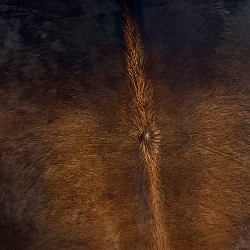 Closeup of this Large,  Watusi Cowhide, showing reddish brown on the back, and blackish brown on the shoulder (BRWA064)