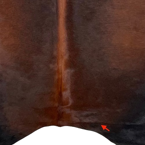 Closeup of this Large, Red and Black, Brazilian, Watusi Cowhide, showing one brand mark on the right side of the butt (BRWA065)