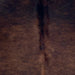 Closeup of this Brazilian Watusi Cowhide, showing a mix of black and reddish brown (BRWA091)