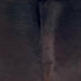 Closeup of this Brazilian Watusi Cowhide, showing a mix of black and red brown, and longer hair down the spine  (BRWA094)