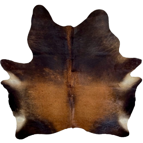 Large Blackish Brown and Red Brown Brazilian Watusi Cowhide:  blackish brown with red brown on the back and longer hair down the spine - 7'9" x 5'7" (BRWA096)