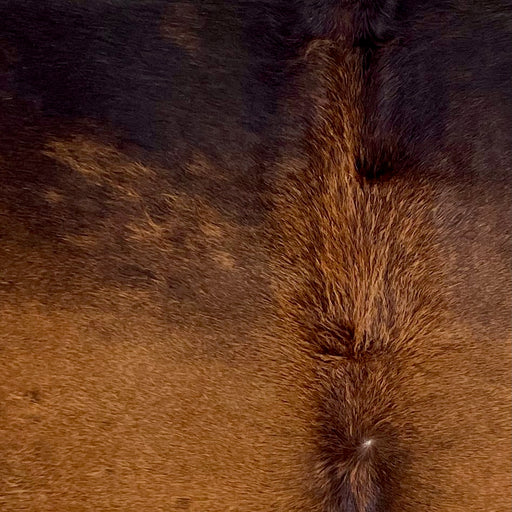 Closeup of this Large Brazilian Watusi Cowhide, showing blackish brown with red brown on the back and longer hair down the spine (BRWA096)