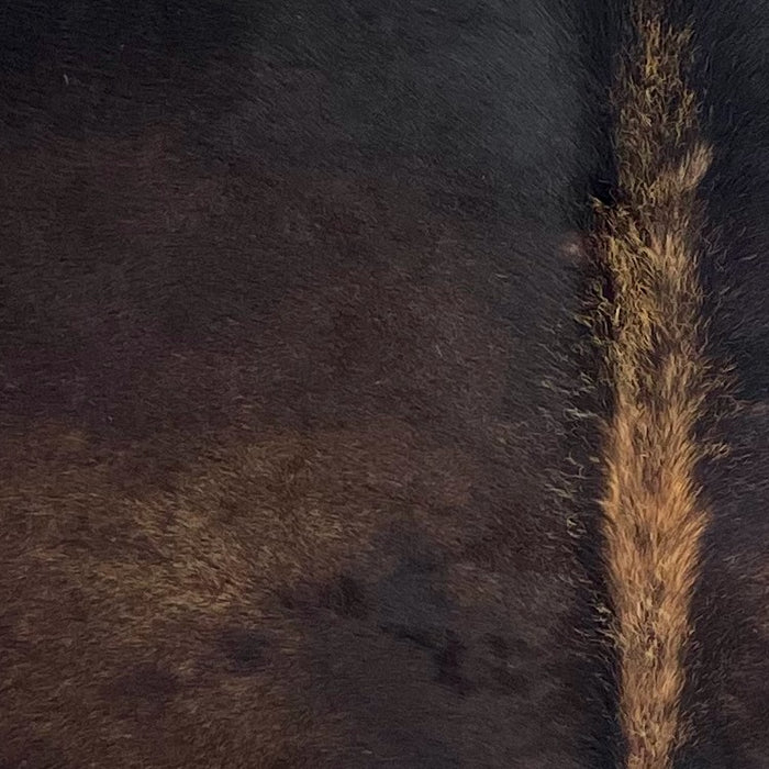 Closeup of this Brazilian Watusi Cowhide, showing a mix of black and brown, and brown down the spine (BRWA099)