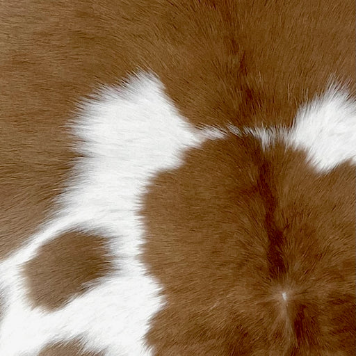 Closeup of this Brown and White Calfskin, showing white with large, brown spots, and brown across the shoulder (CALF600)