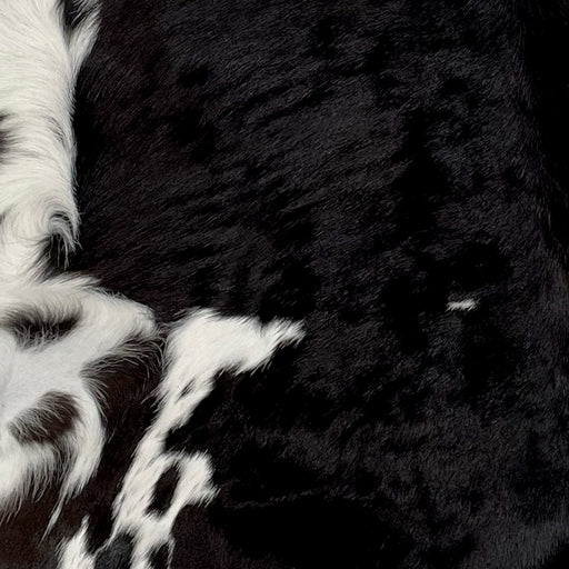 Closeup of this Black and White Calfskin, showing black, with spots that have black speckles and spots on the sides and belly (CALF613)