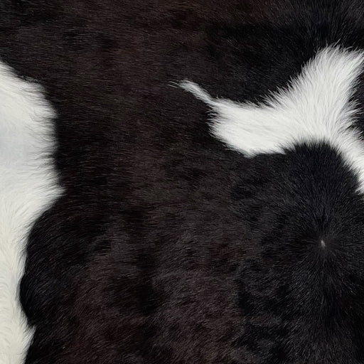 Closeup of this Black and White Calfskin, showing black with a white spot in the middle, white on the belly, and hints of brown on the neck (CALF616)