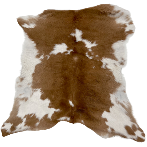 Brown and White Calfskin:   brown with a few small, white spots, and white with brown spots  on the belly and shanks  3'2" x 2'9" (CALF624)