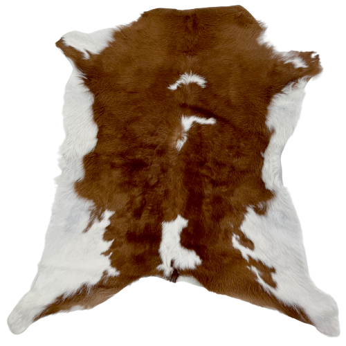 Brown and White Calfskin:  brown with three what spots down the spine, and white on the belly - 2'11" x 2'8" (CALF625)