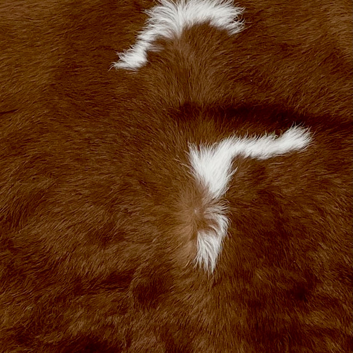 Closeup of this Brown and White Calfskin, showing brown and two of the three what spots down the spine (CALF625)