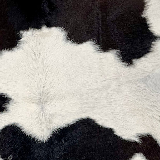 Closeup of this Calfskin, showing white with black spots on the back, and brownish black on the shoulder  (CALF653)