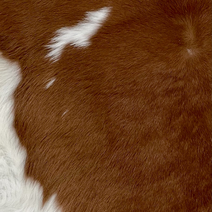 Closeup of this Calfskin, showing reddish brown with one of four white spots and white on the belly (CALF657)