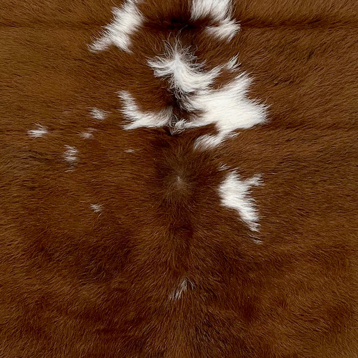 Closeup of this Calfskin, showing brown down the middle, with a few small, white spots (CALF677)