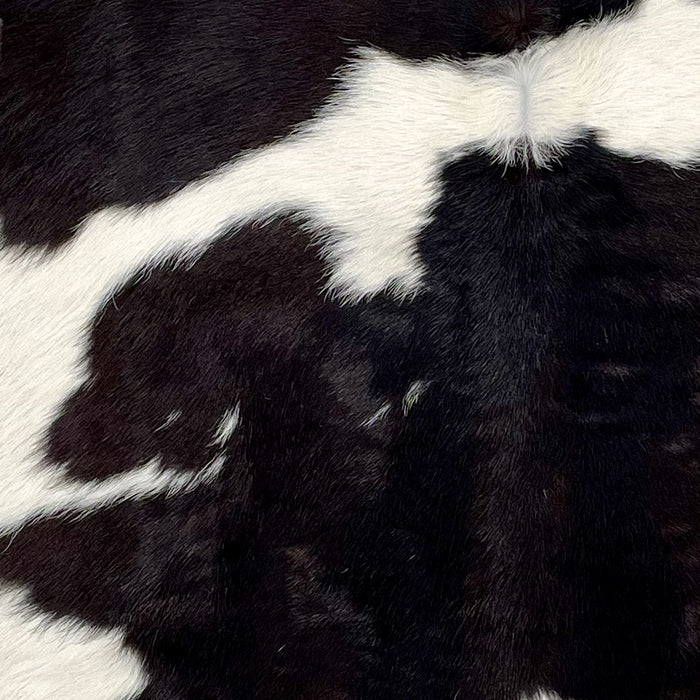 Closeup of this Calfskin, showing white with large, black spots (CALF678)