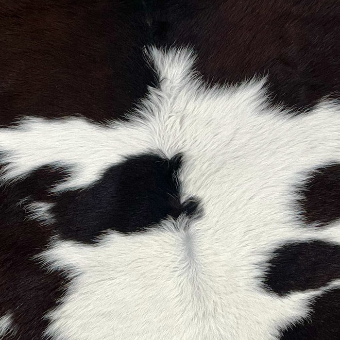 Closeup of this Calfskin, showing white with large and small, black spots, some having hints of brown  (CALF679)