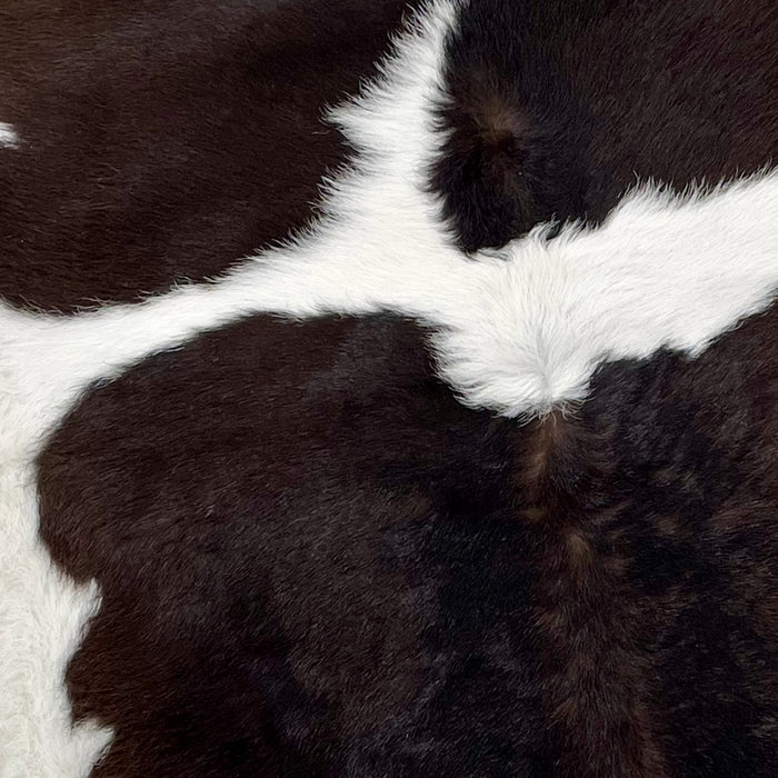Closeup of this Calfskin, showing white with large brownish black spots down the middle, and white on the belly (CALF684)