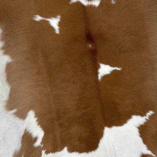 Closeup of this Calfskin, showing brown with a few white spots, and white on the belly (CALF701)