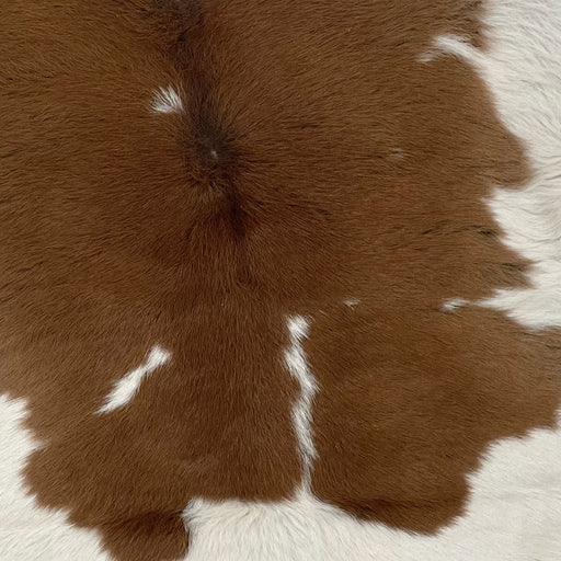 Closeup of this Calfskin, showing brown, with a few small, white spots on the back, and off-white on the belly (CALF703)