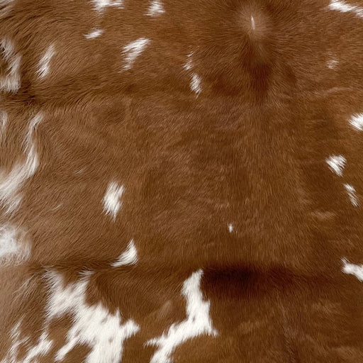 Closeup of this Calfskin, showing brown, with a few small, white spots, some of them having brown speckles (CALF706)