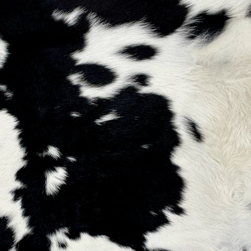 closeup of this Calfskin, showing white with large and small, black spots and off-white on the belly (CALF707)