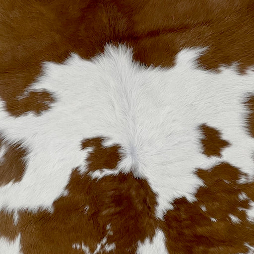 Closeup of this Calf skin, showing white with brown spots, and a large, brown spot in the middle of the shoulder (CALF710)