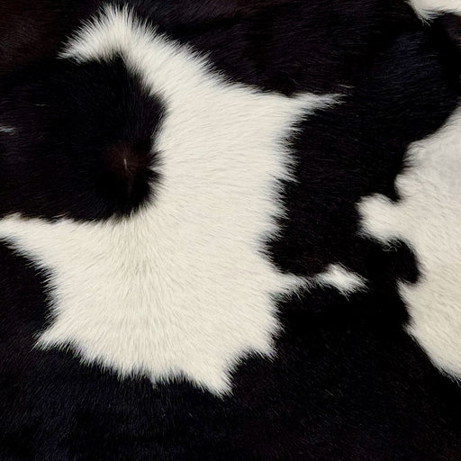 Closeup of this Calfskin, showing white with large, black spots (CALF713)