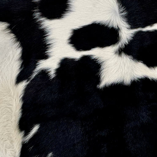 Closeup of thisCalf skin, showing off-white with large and small, black spots (CALF716)