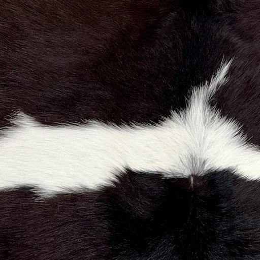 Closeup of this Calfskin, showing white with large, blackish brown spots (CALF774)