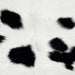 Closeup of this Calfskin, showing white with small, black spots (CALF777)