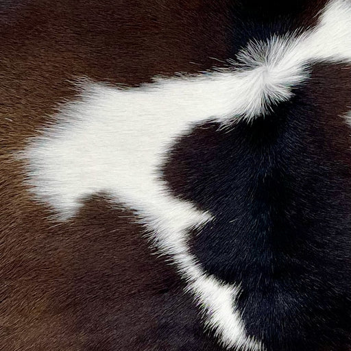 closeup of this Calfskin, showing white with large, dark brown spots (CALF803)