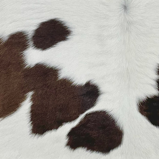 closeup of this Calfskin, showing white with small and large, chocolate spots  (CALF805)