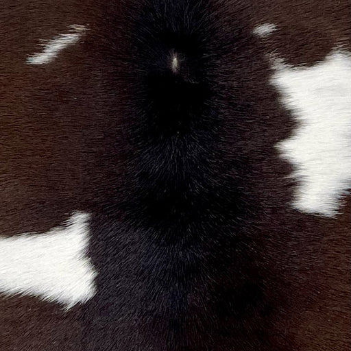 closeup of this Calfskin, showing dark brown with a few white spots (CALF808)