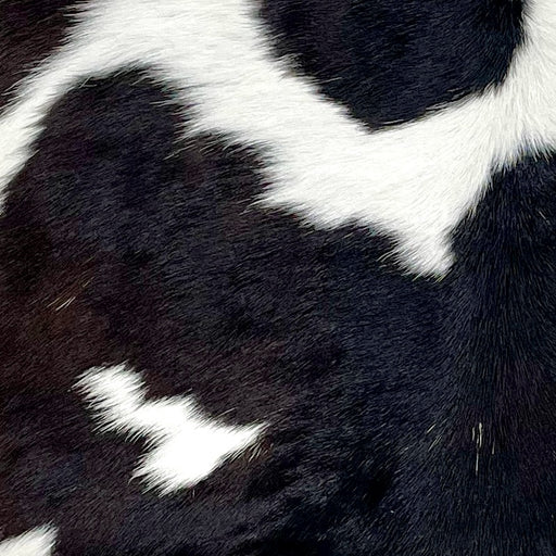 Closeup of this Calfskin, showing white with large and small, blackish brown spots  (CALF815)