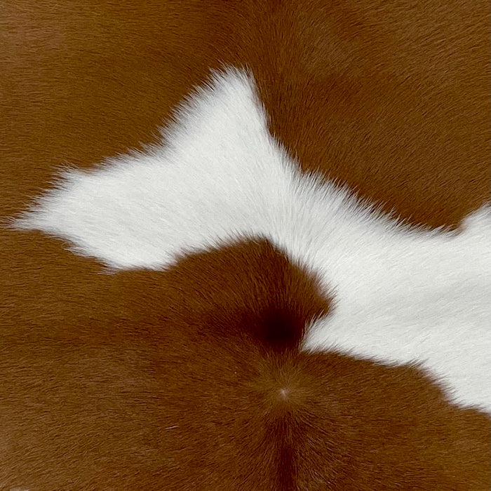 closeup of this Calfskin, showing white with large, brown spots (CALF824)