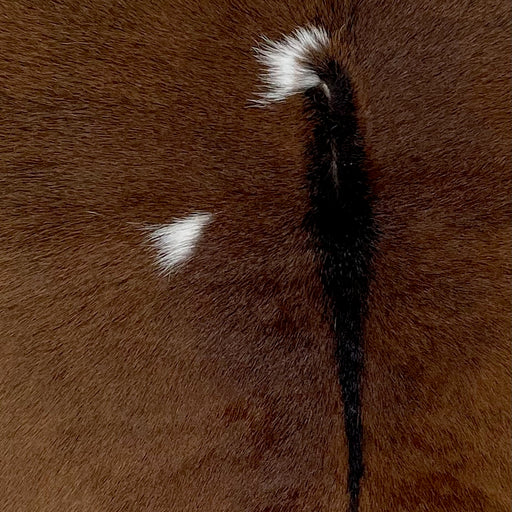 closeup of this Calfskin, showing brown, with darker brown down the spine, and small, white spots (CALF838)