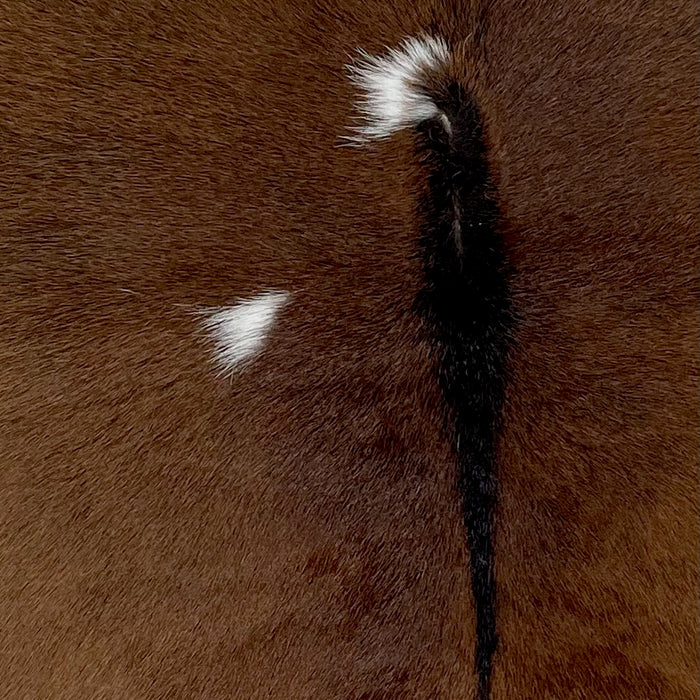 closeup of this Calfskin, showing brown, with darker brown down the spine, and small, white spots (CALF838)
