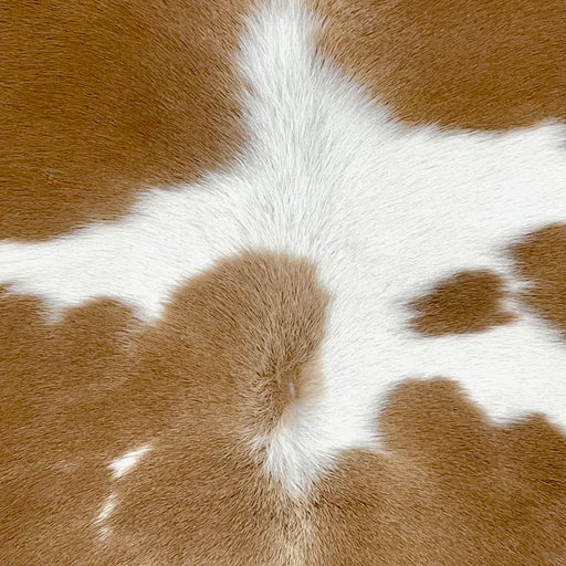 Closeup of this Calfskin, showing white with large and small, caramel spots  (CALF850)