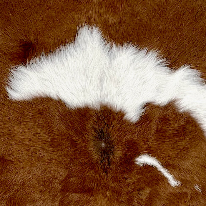 Closeup of this Calfskin, showing brown with a small and large, white spot  (CALF851)