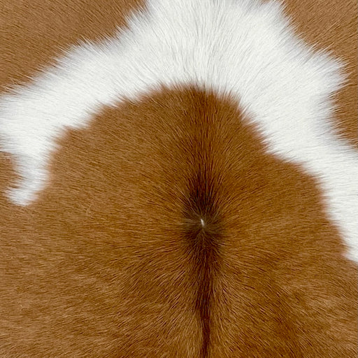 Closeup of this Calfskin, showing caramel with a large, white spot (CALF856)
