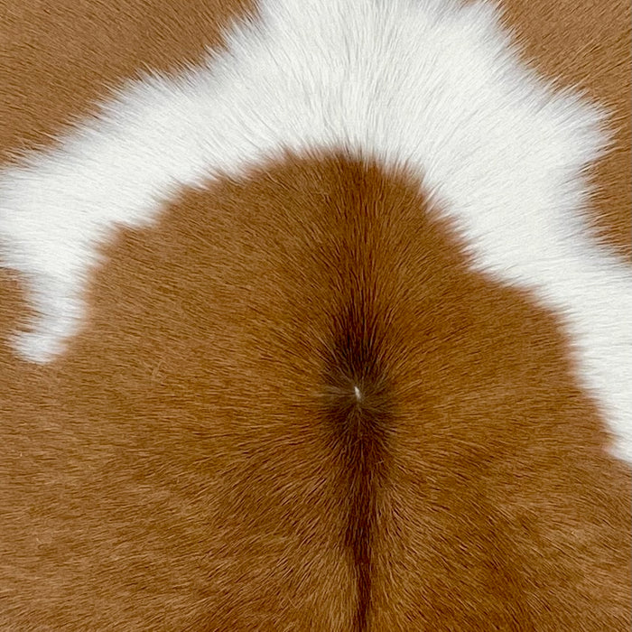 Closeup of this Calfskin, showing caramel with a large, white spot (CALF856)