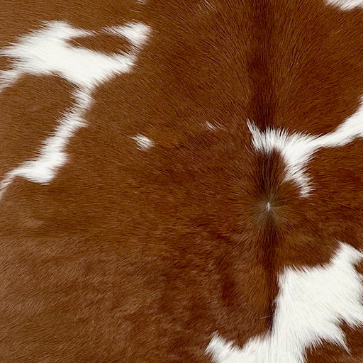 Closeup of this Calfskin, showing brown and white (CALF862)