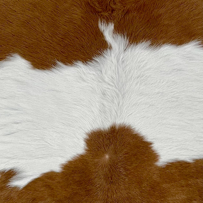 closeup of this Calfskin, showing white and large, brown spots (CALF868)