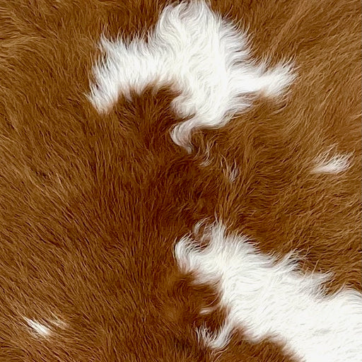 closeup of this Calfskin, showing long hair that is white with large and small, brown spots (CALF870)
