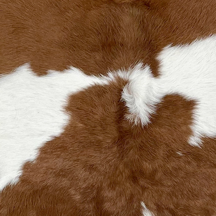 closeup of this Calfskin, showing white with large and small, chocolate spots  (CALF871)