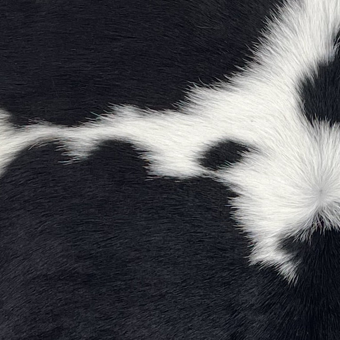 closeup of this Calfskin, showing white with large, black spots  (CALF874)
