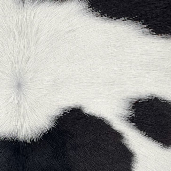 closeup of this Calfskin, showing white with large and small, black spots  (CALF875)