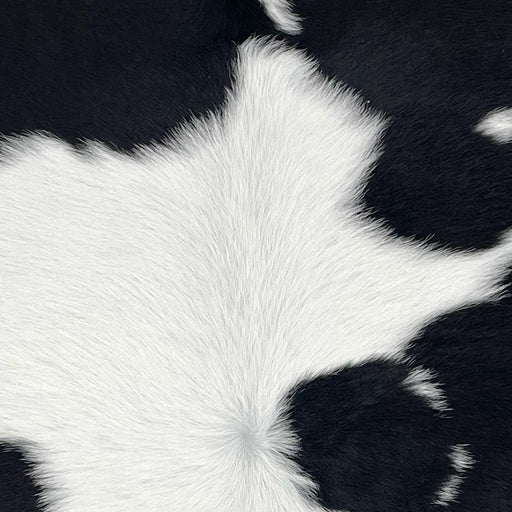 closeup of this Calfskin, showing white with small and large, black spots (CALF879)