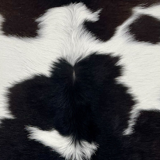 closeup of this Calfskin, showing white with black spots (CALF883)