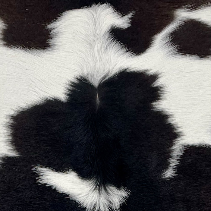 closeup of this Calfskin, showing white with black spots (CALF883)