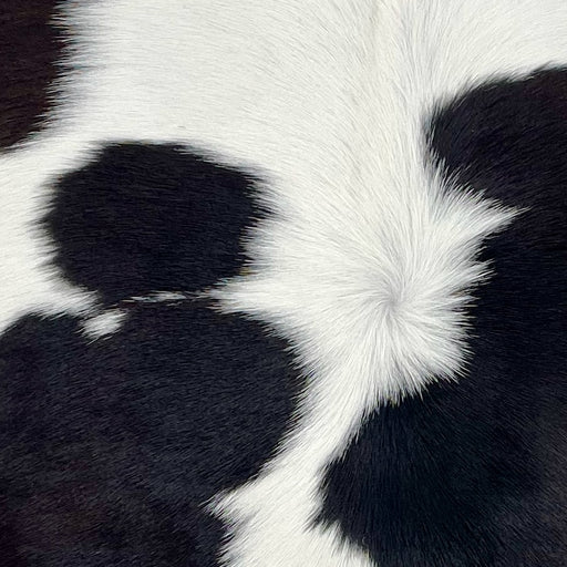 closeup of this Calfskin, showing white with black spots  (CALF889)