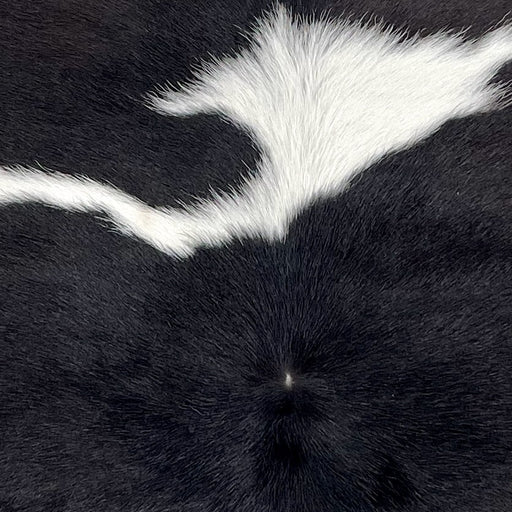 closeup of this Calfskin, showing white and black spots (CALF893)